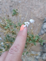 Jamesbrittenia fruticosa