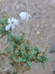 Jamesbrittenia fruticosa