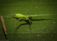 Miagrammopes flavus