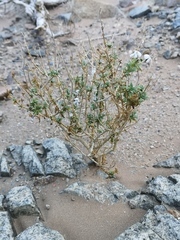 Jamesbrittenia fruticosa