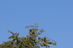 Crithagra sulphurata