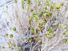 Monechma mollissimum