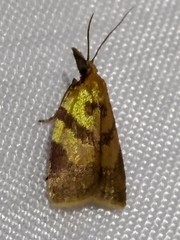 Sparganothis pilleriana