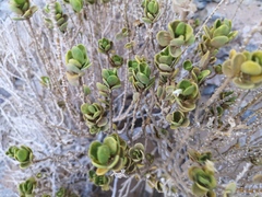 Monechma mollissimum