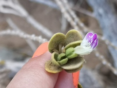 Monechma mollissimum