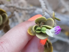 Monechma mollissimum