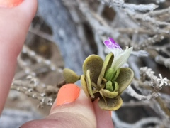 Monechma mollissimum