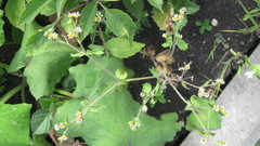 Galinsoga quadriradiata