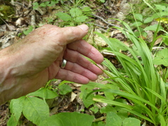 Carex leptonervia
