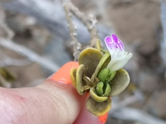 Monechma mollissimum