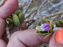 Monechma mollissimum