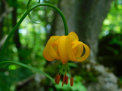 Lilium carniolicum