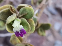 Monechma mollissimum