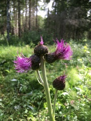 Cirsium heterophyllum