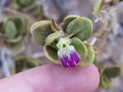 Monechma mollissimum