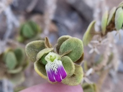 Monechma mollissimum