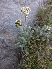 Achillea nana