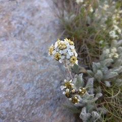 Achillea nana