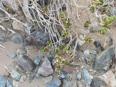 Monechma mollissimum