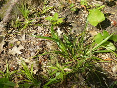 Carex arctata