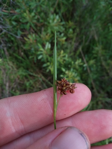 Image of Rhynchospora compressa by (c) Will McFarland, some rights reserved (CC BY)