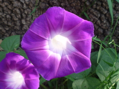 Ipomoea orizabensis orizabensis