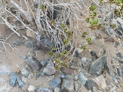 Monechma mollissimum