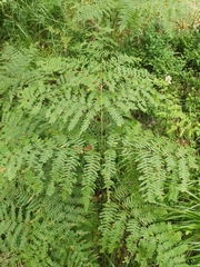 Pteridium aquilinum