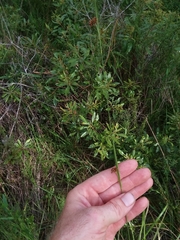 Rhynchospora compressa