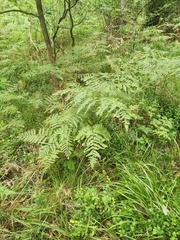 Pteridium aquilinum