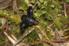 Phelotrupes formosanus