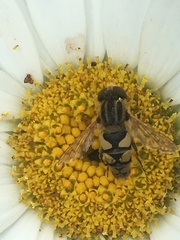 Parhelophilus integer