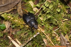 Phelotrupes formosanus