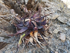 Aloe gariepensis