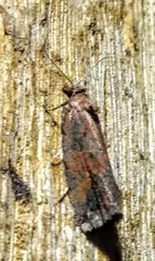 Endothenia ericetana