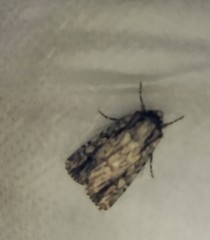 Dichagyris signifera