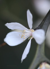 Citrus trifoliata