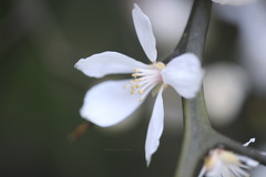 Citrus trifoliata