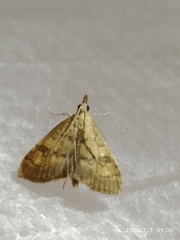 Udea fulvalis