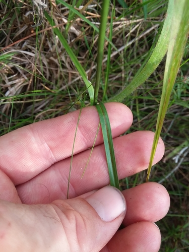 Image of Rhynchospora compressa by (c) Will McFarland, some rights reserved (CC BY)