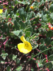 Camissoniopsis cheiranthifolia cheiranthifolia