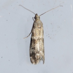 Eurythmia angulella