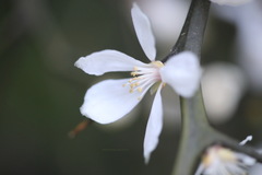 Citrus trifoliata