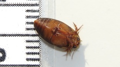 Coptotomus longulus