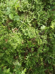 Vaccinium myrtillus