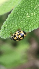 Propylea quatuordecimpunctata