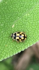 Propylea quatuordecimpunctata