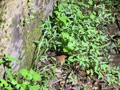 Rallina eurizonoides