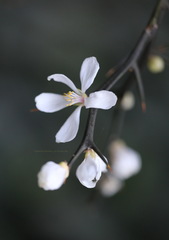 Citrus trifoliata