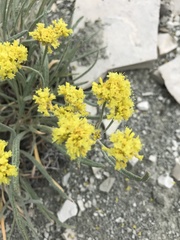 Eriogonum brevicaule